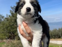 Baby face border collie bebekler