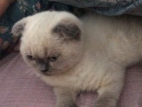 Sahiplendirme scottish fold