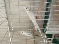 2 albino sultan papağanı