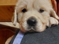 Golden Retriever Yavrular İstenirse Kapınıza Teslim