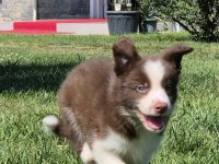 Birinci Sınıf Safkan Border Collie Yavruları 