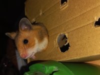 En nadir türden SYRİA HAMSTERLARI