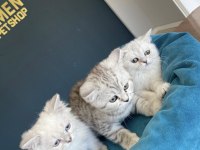 En güzel brıtısh shorthair yavrular ankara