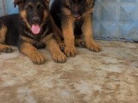 Az insan bol huzur çok köpek isteyenlere alman kurdu