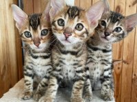 SAFKAN BENGAL YAVRULARI OZYFELİNES