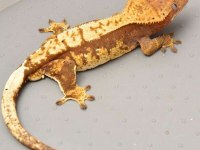 Süper Genetikte Crested Geckolar