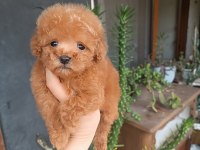 Poodle yavrular evlerine gitmeye hazır