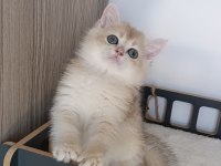 Blue golden erkek yavru british shorthair