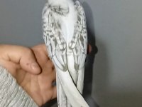 Yeni yeme düşen sultan papağanı yavrular