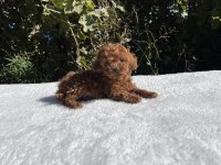 Kore Kan Aşılı Bebek Köpekler