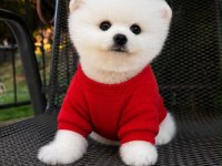 Pomeranian boo kusursuz