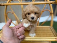 Teacup tuvalet eğitimli maltipoo bebekler