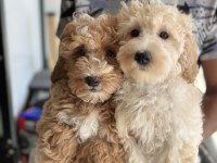 Aşılı pasaportlu wc eğitimli maltipoo yavrularımız