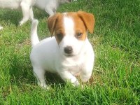 Kısa Bacak Jack Russell Yavruları