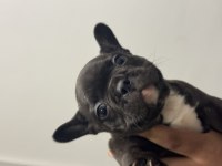 Sütten kesilmiş saf kanlı french bulldog