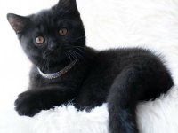 SİMSİYAH KADİFE YAVRU KEDİMİZ PUMA TESLIME HAZIR