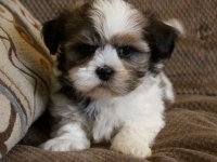 Morkie Yavrularımızı Canlı Görerek Alabilirsiniz