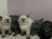 SAFKAN ORJİNAL IRK BRİTİSH SHORTHAİR YAVRULARIMIZ