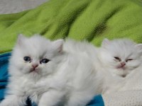 1 Aylık Saf Kan İran Kedisi