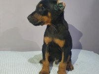 Operasyonu atlatmış doberman bebekler dişi