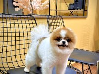 Oğluma eş arıyorum çiftleştirmek için pomeranian boo
