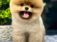 MİNİK POMERANİAN YAVRUMUZ LEO