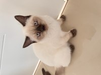 Sahibinden british blue point yavruları