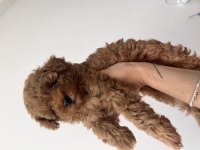 Red brown dişi toy poodle