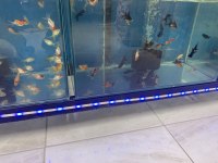 Her tür balık çeşidi