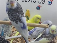 Yavru muhabbet kuşları