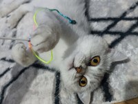 British shorthair Kısır Dişi