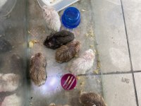 Gonzales Hamsterler Yavru-Erkek-Dişi hepsi mevcut