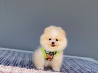 Pomeranian Yavrularımız