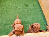 Toy poodle bebişler
