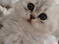 British longhair kedilerim sahipleri bekliyor