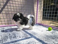 Shih tzu yavrularımızı kaçırmayın