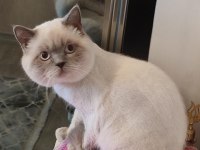 British longhair bulut oğlumuza bakacak bir yuva arıyoruz