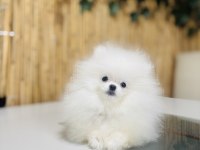 Üst kalite pomeranian