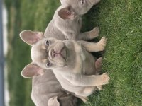 RENKLİ GÖZLÜ EV ORTAMINDA BAKILAN FRENCH BULLDOG YAVRULARIM