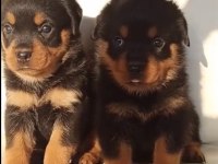Orj Macar yurt dışı üretim rottweiler yavrularımız
