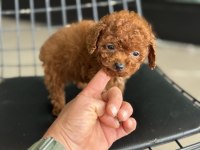 Petmode köpek çiftliğinden tea cup kore poodle