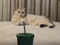 Kedimiz Zeynebime yuva arıyorum