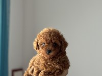 Tuvalet eğitimli toy poodle yavrular