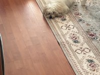 7 aylık maltese terrier