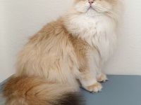 Karizmatik British Longhair Oğlum Köfte