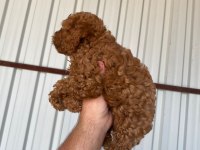 2 AYLIK ERKEK/DİŞİ TOY POODLE