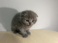 SCOTTİSH FOLD KÜL RENGİ YAVRU KEDİ