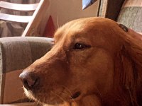 Golden retriever erkek eğitimli