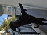 1 Yaşında Safkan Cane Corso