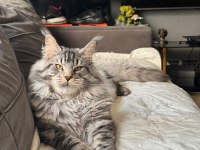 Xxl şampiyon kan hattı maine coon yavruları şecereli